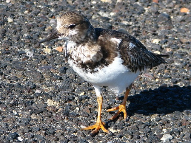 Ruddy Turnstones
